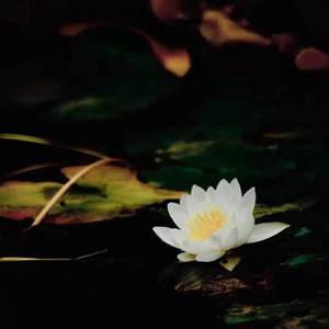 樱花主题变奏曲王汉发