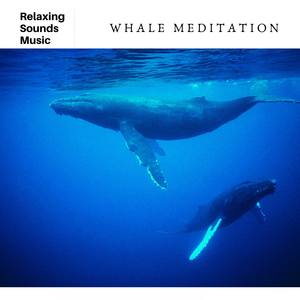 Whale Meditation