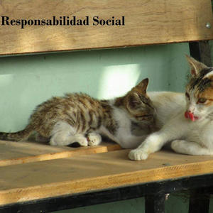 Responsabilidad Social