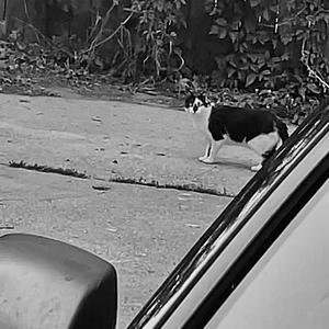 CHEAP MYSTERY (Explicit)