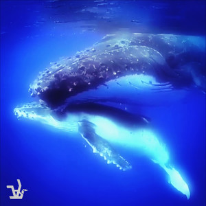 Fallen Angel Pt.4 (Aquamarine)