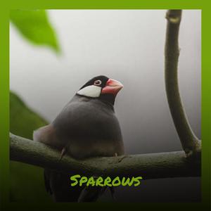 Sparrows