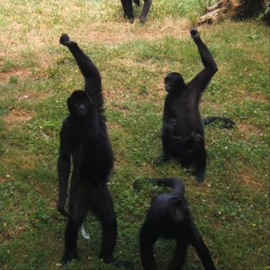 Dance Baby Dance
