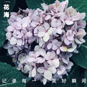 花海 (改编版原唱: 周杰伦|钢琴版)