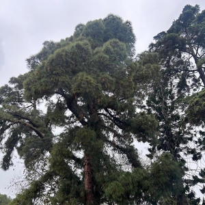 I Surrender (Explicit)