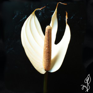 anthurium (rot)