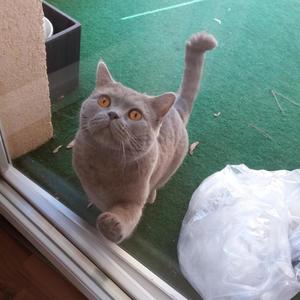 This is Dedicated to My Cat