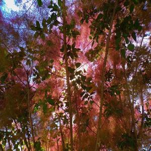 Addicted (feat. ciana-17)