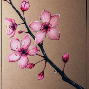 Sakura
