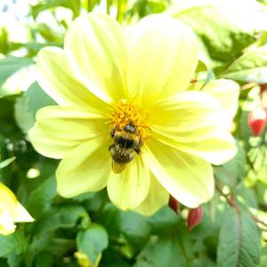 Where have all the bees gone? Op.27 performed by Per Nielsen(feat. Per Nielsen)