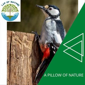 A Pillow of Nature