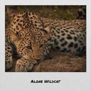 Alone Wildcat