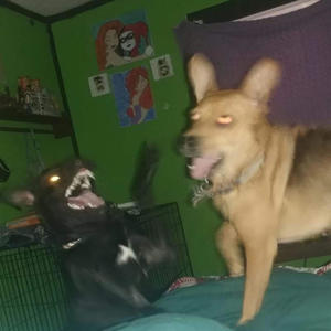 dedman (emmaa|Explicit)