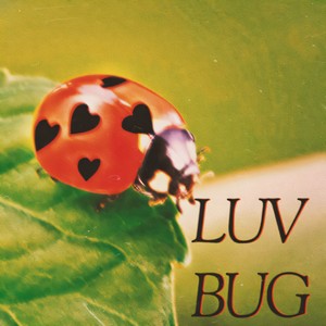 luvbug