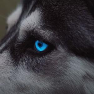 Za dużo ran (Explicit)