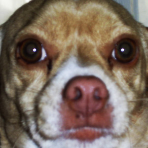 El