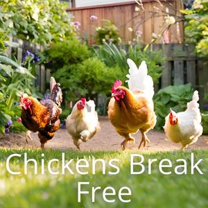 Chickens Break Free