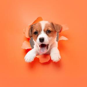 Healing Through Wagging Tails