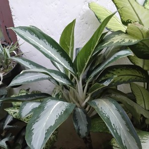 Falling down the valey