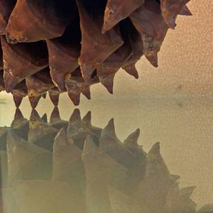 Soon The Novelty Will Wear Off And Regret Will Set In