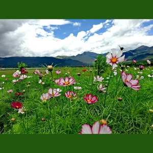 凉凉 (踏碎君|小M版)