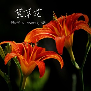 SHaNE_Z - 萱草花