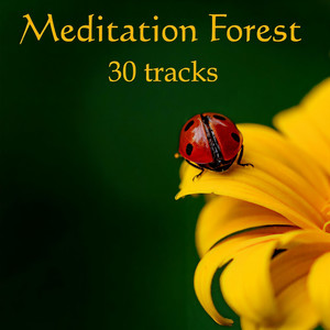 Meditation Forest