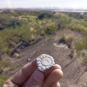 El Gliptodonte del Islote del Puerto