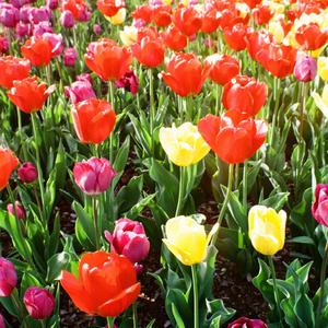 Tangerine(feat. Wes Grey, Daemon & Precious Daigh) (Explicit)