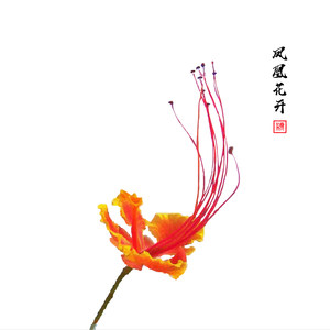 凤凰花开