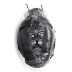 スイサイダル・ガールフレンド