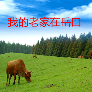 我的老家在岳口
