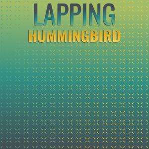 Lapping Hummingbird