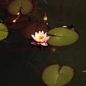 floweriiism