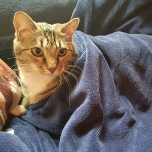 sequence. [ original. ]