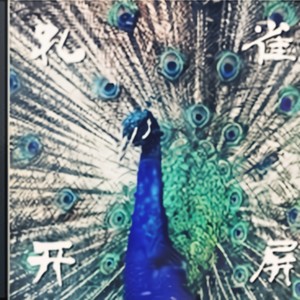 孔雀开屏