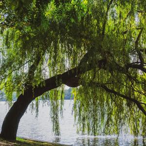 a mark. on a willow tree