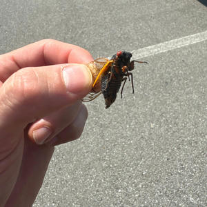 Cicada Buzz (Freestyle)