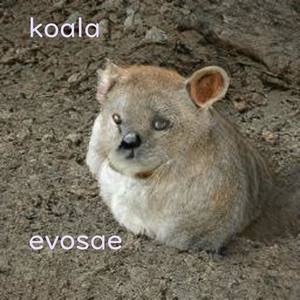 Koala