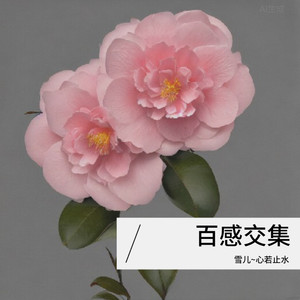 岁月留声 (Live) - 雪儿~心若止水封面