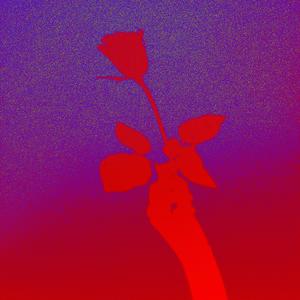 la signora dei fiori