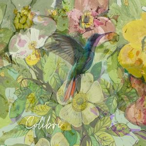 Colibrí