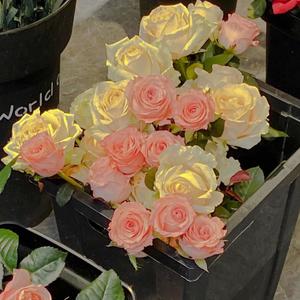 Vetiver iris（香根鸢尾 《黑塔利亚》仏英同人曲）