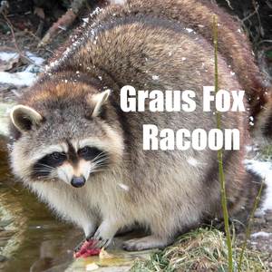 Raccoon