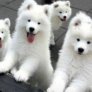 舴艋小舟 (男版)