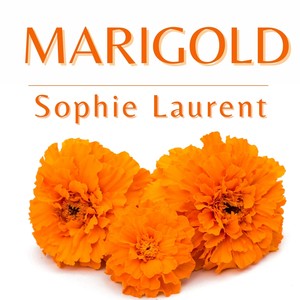 Marigold