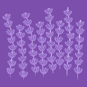 Lavender