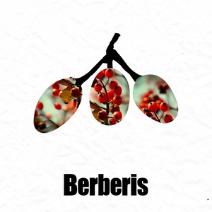 Moon Dance (Original Mix)