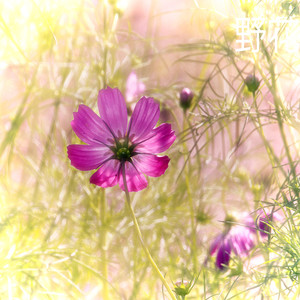 凋零的野花 伴奏