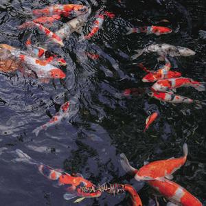 goldfish asmr